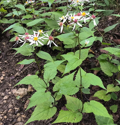 Eurybia chlorolepis, Blue Ridge White Heart-leaved Aster, Mountain Wood-aster