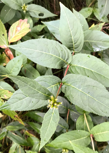 image of Diervilla sessilifolia, Smooth Southern Bush-honeysuckle