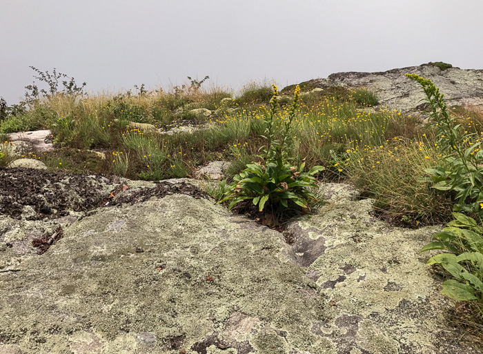 image of Solidago simulans, Granite Dome Goldenrod, Cliffside Goldenrod