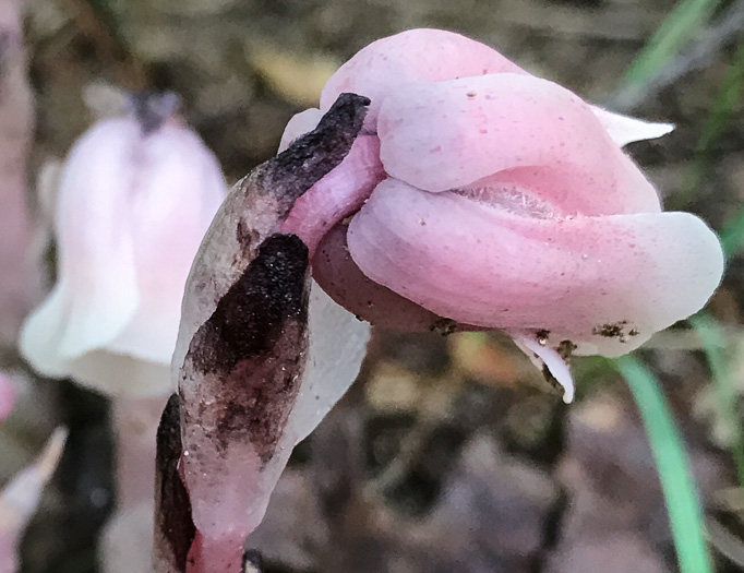 image of Monotropa uniflora, Indian Pipes, Ghost-flower, Common Ghost Pipes