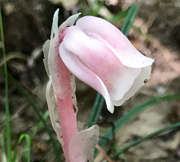 image of Monotropa uniflora, Indian Pipes, Ghost-flower, Common Ghost Pipes