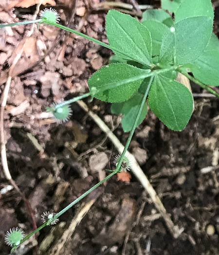 Galium circaezans, Forest Bedstraw, Licorice Bedstraw