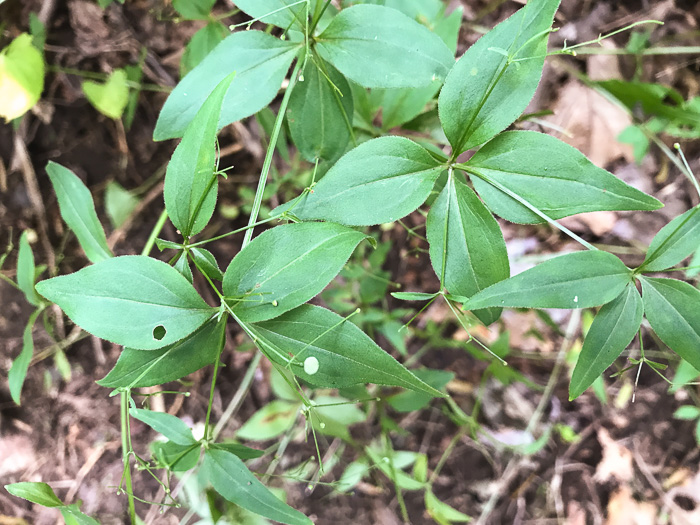 image of Galium latifolium, Purple Bedstraw, Wideleaf Bedstraw