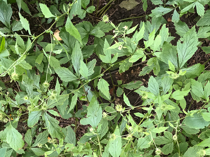 image of Geum canadense, White Avens