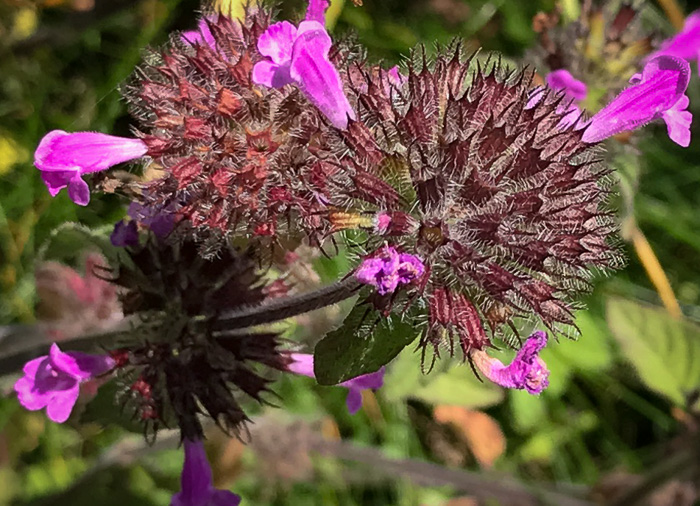 image of Clinopodium vulgare, Wild Basil