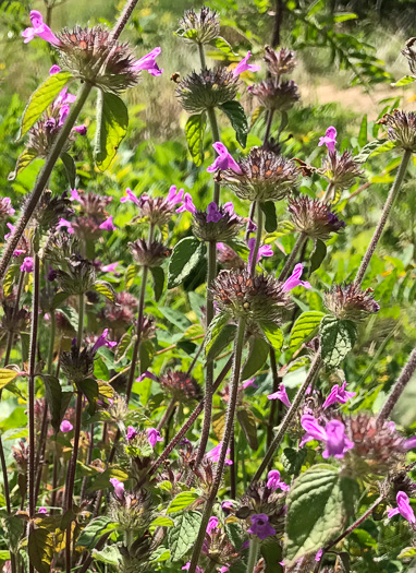 image of Clinopodium vulgare, Wild Basil