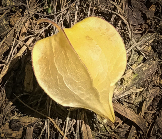 image of Physalis heterophylla, Clammy Ground-cherry