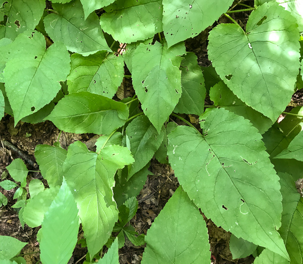 image of Eurybia macrophylla, Large-leaf Aster, Bigleaf Aster