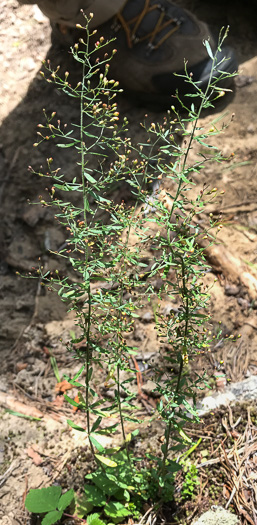 image of Lechea racemulosa, Racemose Pinweed, Appalachian Pinweed, Oblong-fruit Pinweed