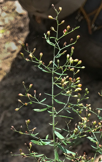 image of Lechea racemulosa, Racemose Pinweed, Appalachian Pinweed, Oblong-fruit Pinweed