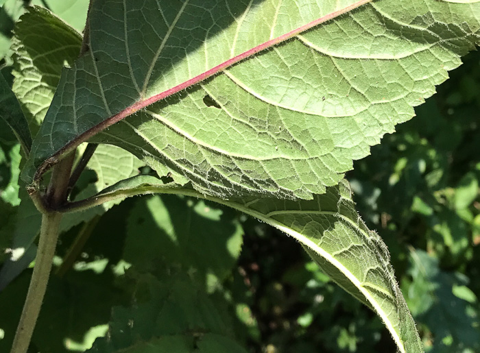 image of Eutrochium steelei, Appalachian Joe-pye-weed, Steele's Joe-pye-weed