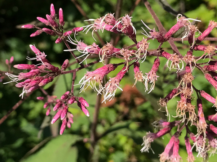 image of Eutrochium steelei, Appalachian Joe-pye-weed, Steele's Joe-pye-weed