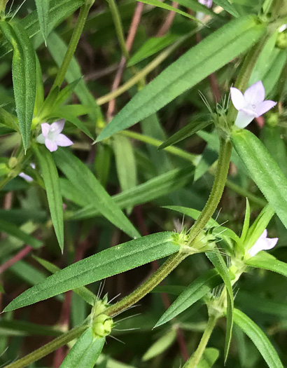 image of Hexasepalum teres, Poor-joe, Rough Buttonweed