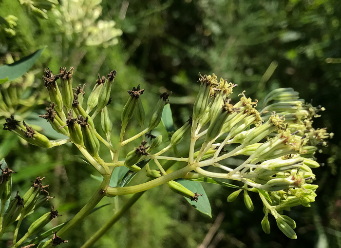 image of Arnoglossum atriplicifolium, Pale Indian-plantain