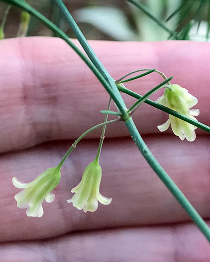 image of Asparagus officinalis, Garden Asparagus, Sparrowgrass