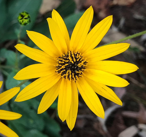 image of Helianthus atrorubens, Purple-disk Sunflower, Hairy Wood Sunflower, Appalachian Sunflower