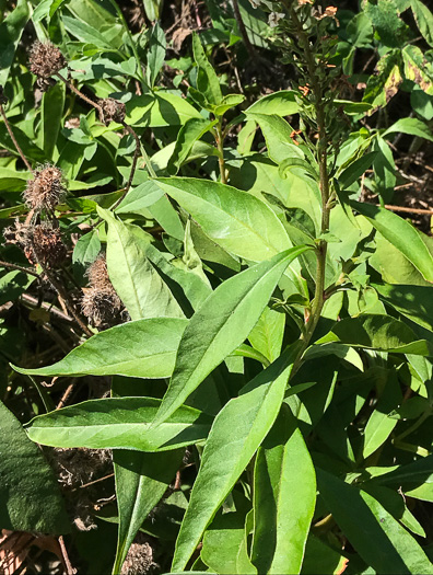 image of Lysimachia clethroides, Gooseneck Loosestrife