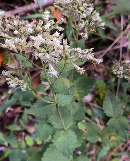 image of Eupatorium rotundifolium, Common Roundleaf Boneset, Common Roundleaf Thoroughwort, Common Roundleaf Eupatorium