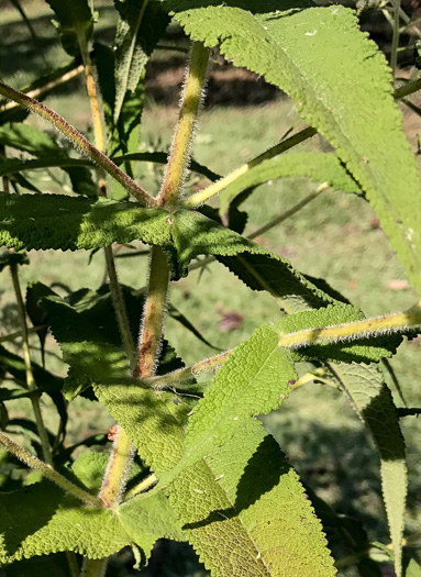 image of Eupatorium perfoliatum, Boneset