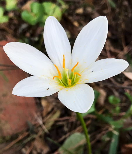 image of Zephyranthes candida, Fall Rain-lily, Autumn Zephyrlily