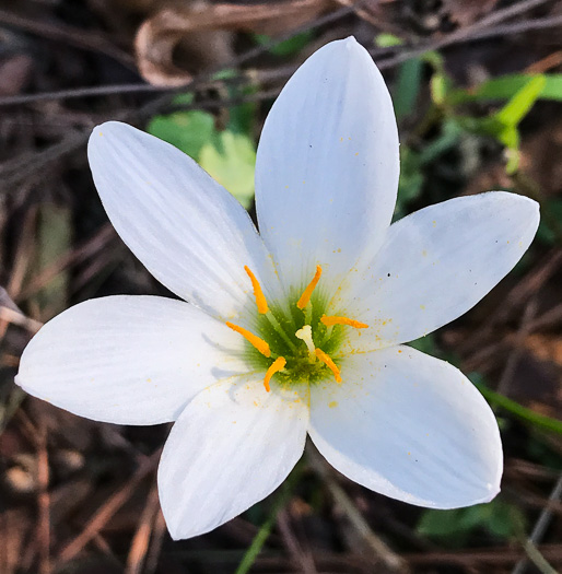 image of Zephyranthes candida, Fall Rain-lily, Autumn Zephyrlily