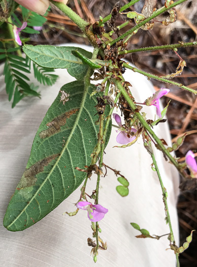 image of Desmodium obtusum, Stiff Tick-trefoil