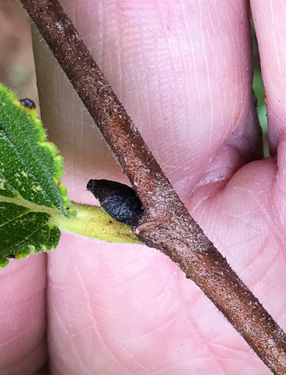 image of Ulmus americana var. americana, American Elm, White Elm