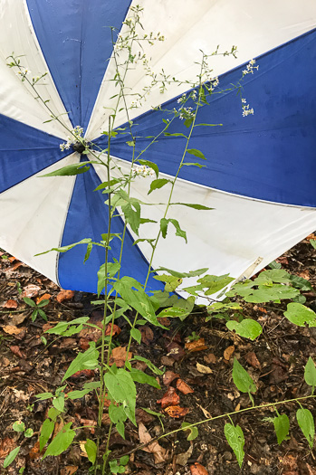 image of Symphyotrichum urophyllum, White Arrowleaf Aster, Arrowleaf Blue Wood Aster