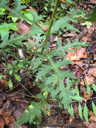 Aureolaria flava, Smooth False Foxglove, Smooth Oak-leach, Smooth Yellow False Foxglove