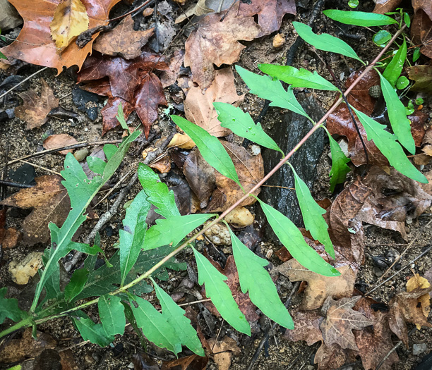 image of Aureolaria flava, Smooth False Foxglove, Smooth Oak-leach, Smooth Yellow False Foxglove