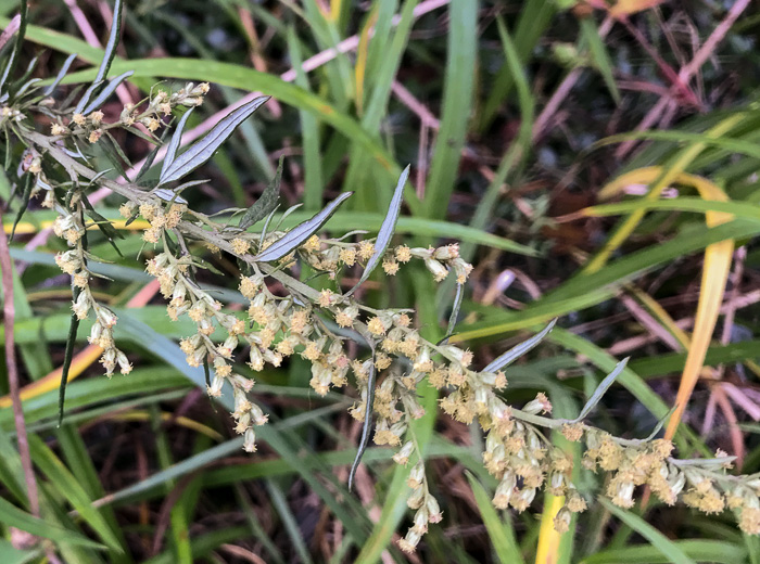 image of Artemisia vulgaris, Mugwort, Felon Herb