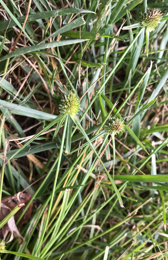 image of Cyperus metzii, Crested Greenhead Sedge, Asian Spikesedge