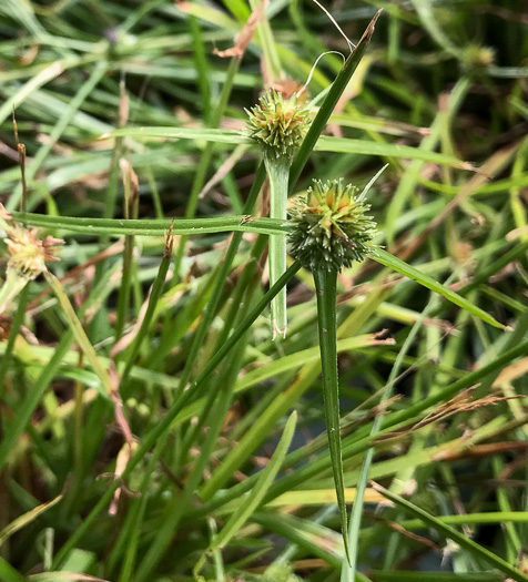 image of Cyperus metzii, Crested Greenhead Sedge, Asian Spikesedge