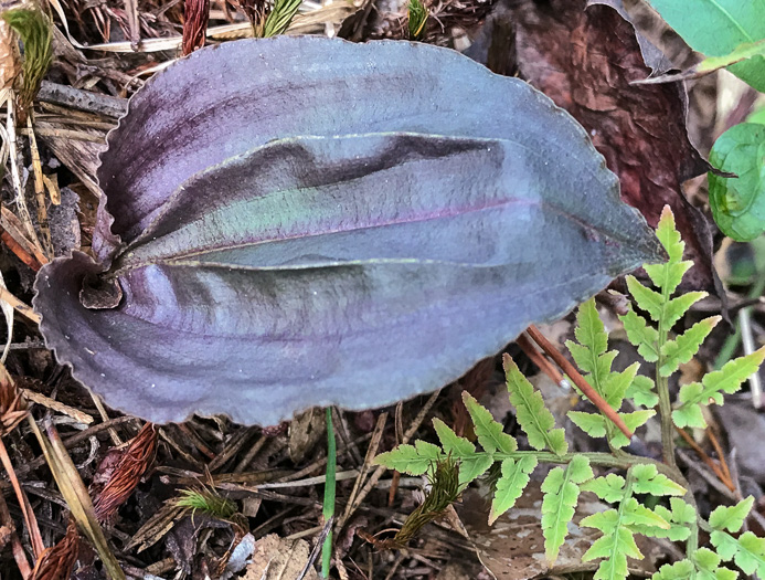 image of Tipularia discolor, Cranefly Orchid