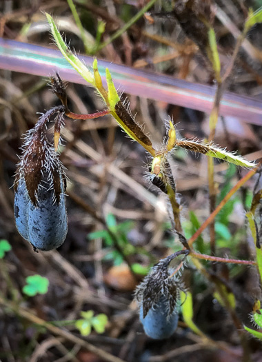 image of Crotalaria sagittalis, Arrowhead Rattlebox, Common Rattlebox