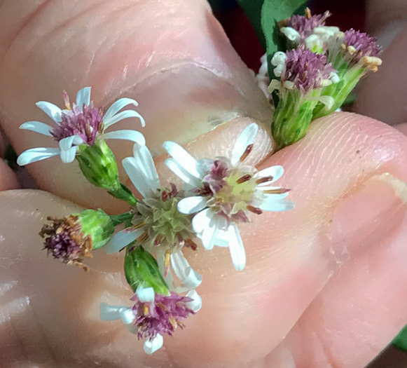 image of Symphyotrichum lateriflorum, Calico Aster, Starved Aster, Goblet Aster