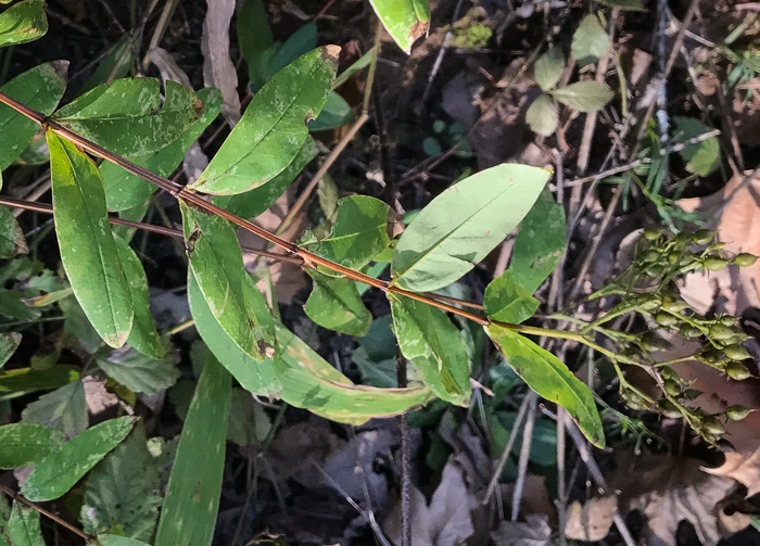 image of Hypericum nudiflorum, Early St. Johnswort, Naked St. Johnswort, Streamside St. Johnswort