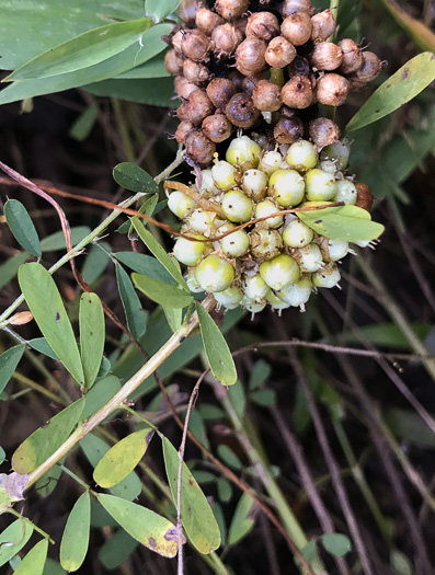 legume