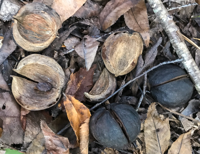 image of Carya carolinae-septentrionalis, Carolina Shagbark Hickory, Southern Shagbark Hickory, Carolina Hickory