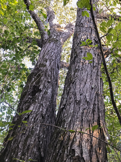 image of Carya carolinae-septentrionalis, Carolina Shagbark Hickory, Southern Shagbark Hickory, Carolina Hickory