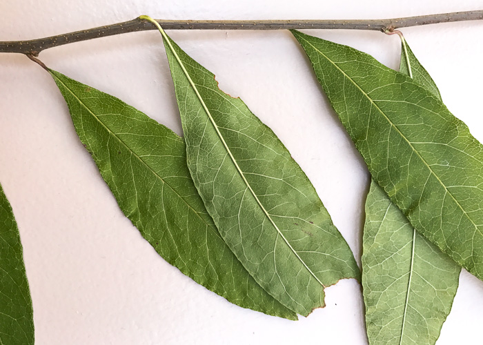 image of Sideroxylon lycioides, Buckthorn Bumelia, Buckthorn Bully, Carolina Buckthorn