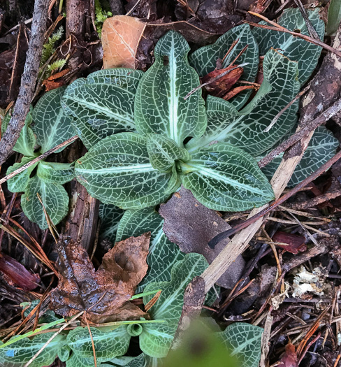 image of Goodyera pubescens, Downy Rattlesnake-orchid, Downy Rattlesnake-plantain