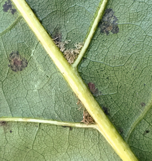 image of Quercus coccinea, Scarlet Oak