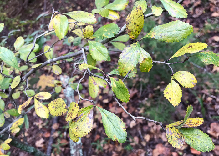 image of Crataegus uniflora, Oneflower Hawthorn, Dwarf Haw