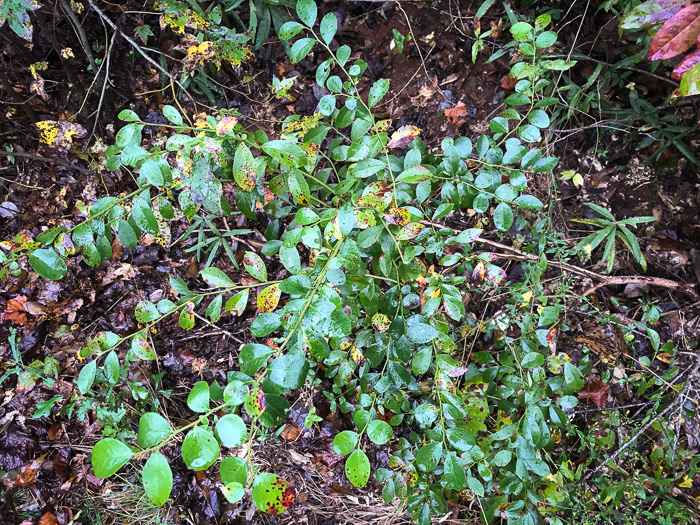 image of Vaccinium corymbosum, Smooth Highbush Blueberry, Northern Highbush Blueberry