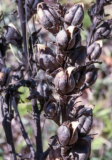 image of Aureolaria virginica, Downy False Foxglove, Downy Oak-leach, Virginia Oak-leach, Downy Yellow False Foxglove