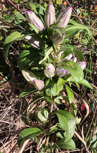 image of Gentiana villosa, Striped Gentian