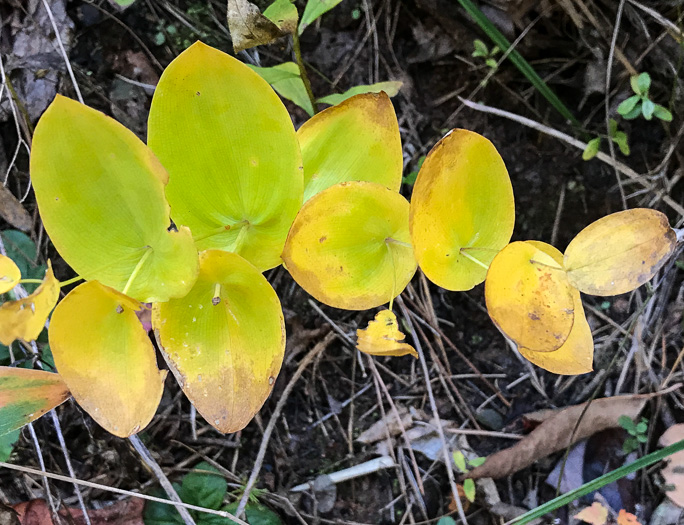 image of Uvularia perfoliata, Perfoliate Bellwort