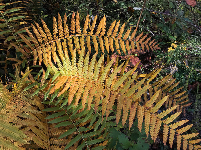 image of Osmundastrum cinnamomeum, Cinnamon Fern