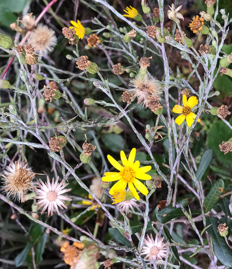 image of Pityopsis graminifolia, Narrowleaf Silkgrass, Grassleaf Goldenaster